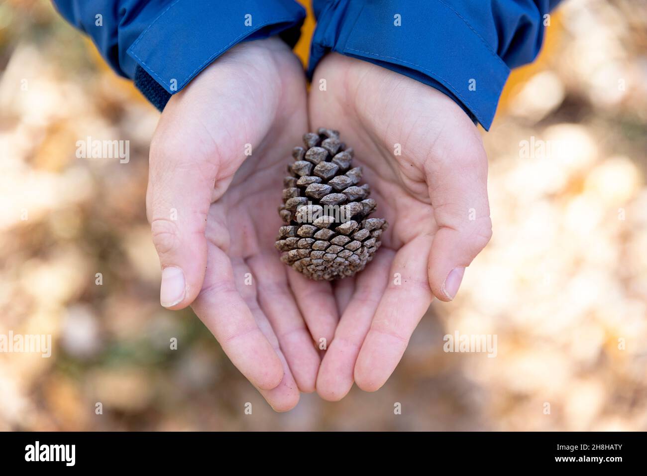 Child holding a pine cone Stock Photo