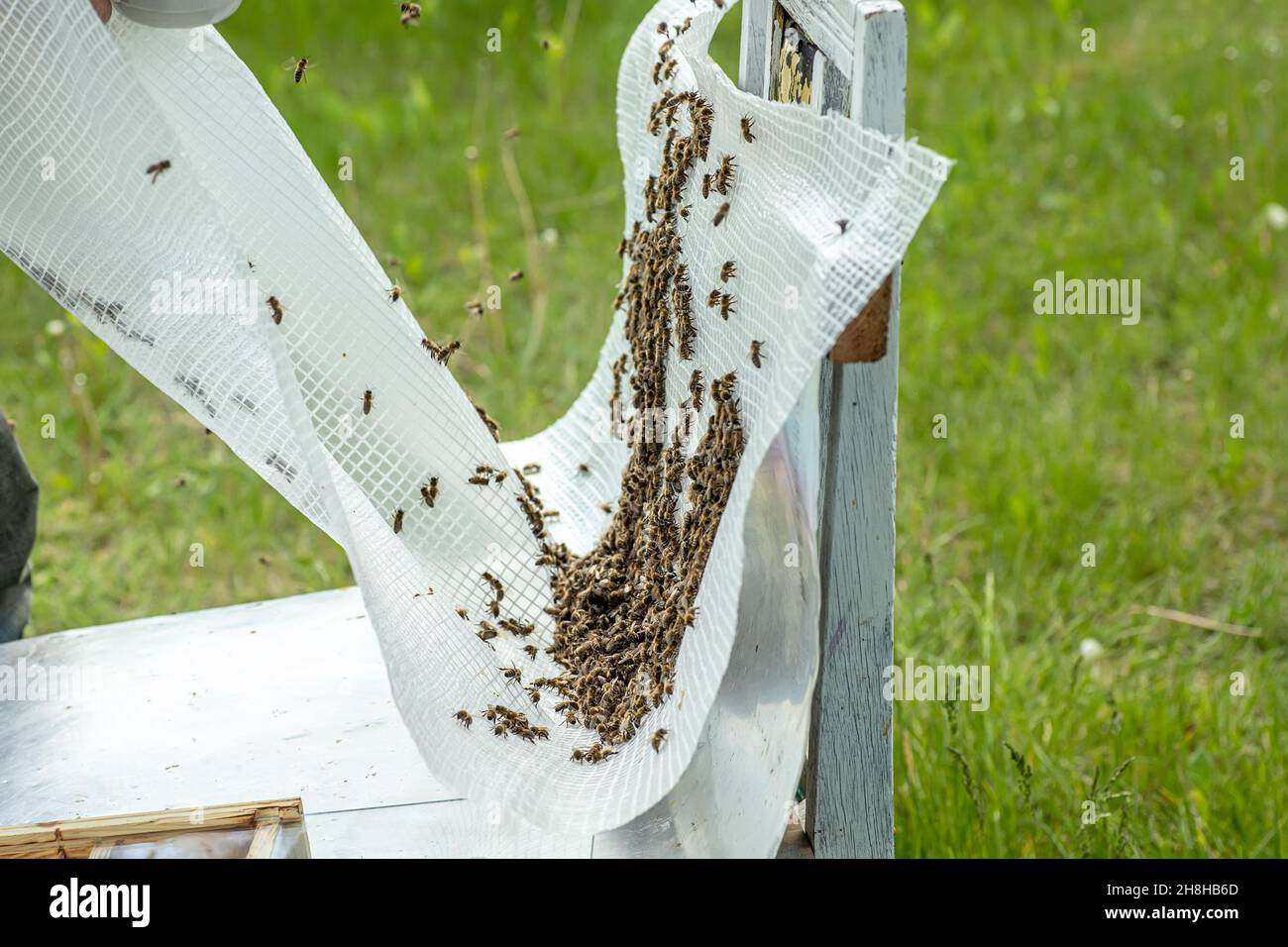 family of honey bees shaken out of the hive for placement in