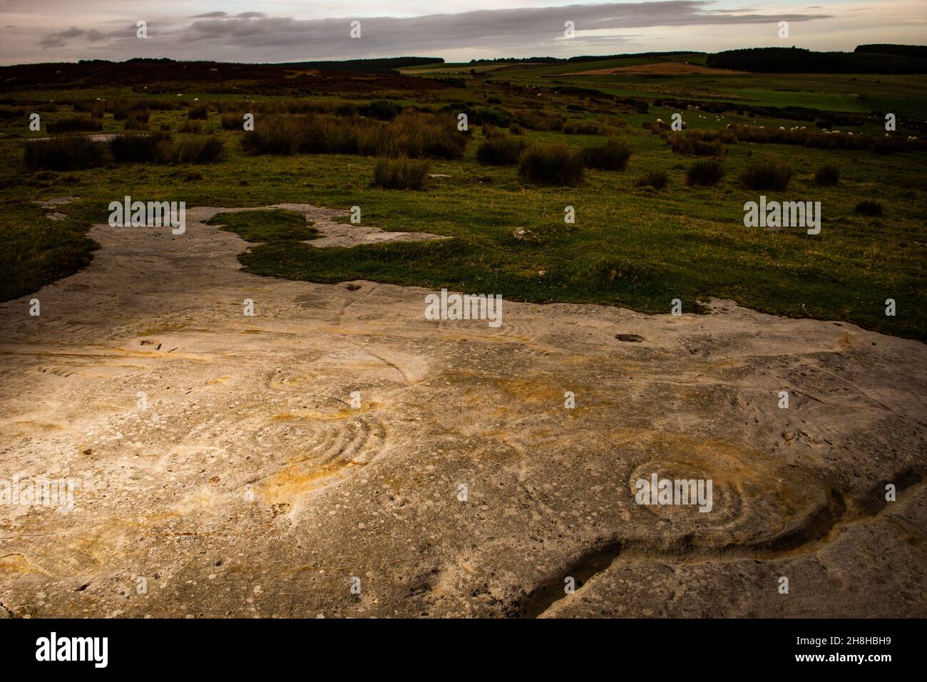 Neolithic rock art on Chatton Park Hill in Northumberland, UK Stock Photo