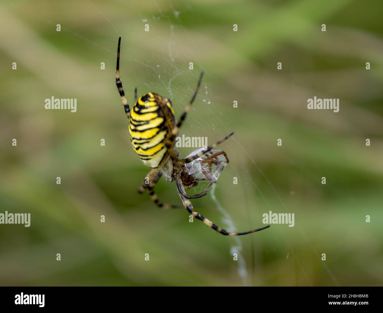 Wasp Spider Predating a Male Wasp Spider aftre Mating Stock Photo