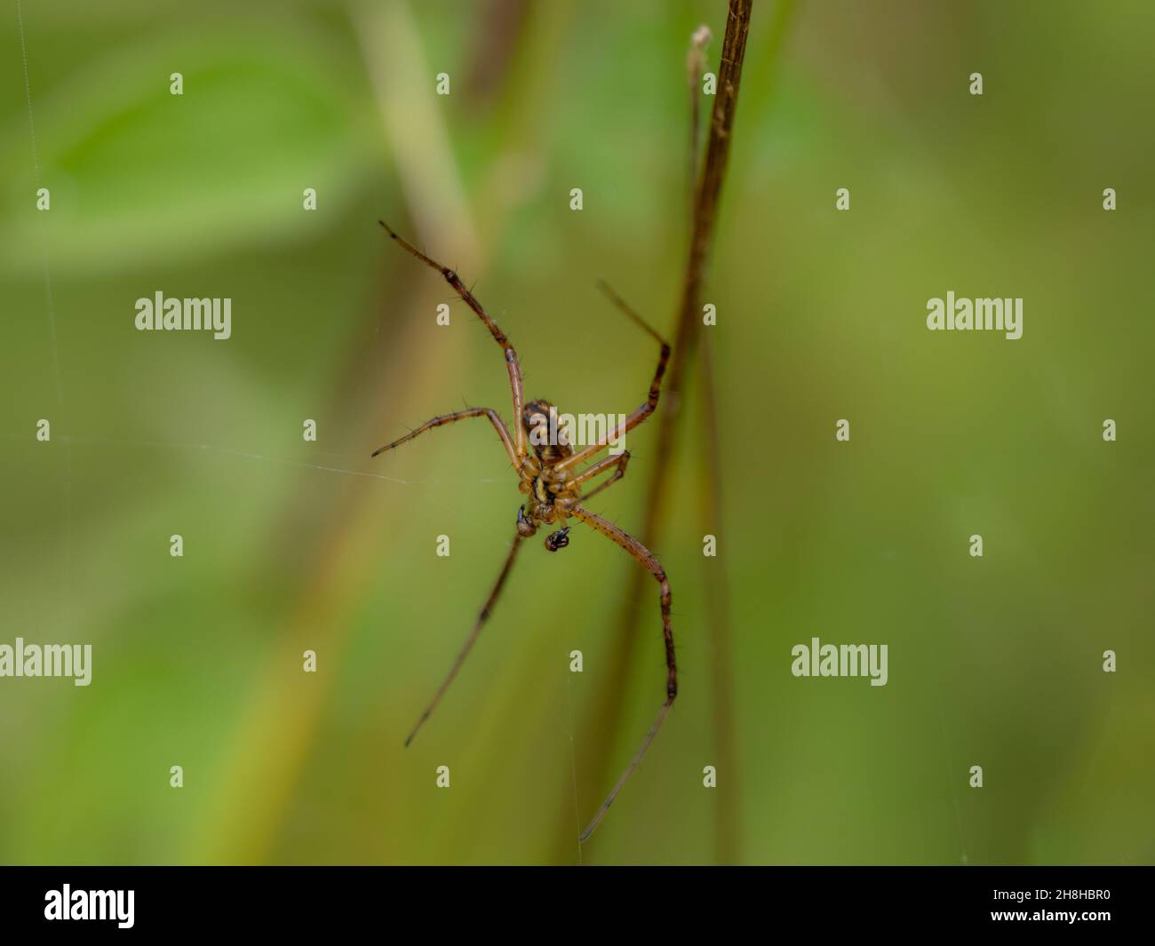 Male Wasp Spider on a Web Stock Photo