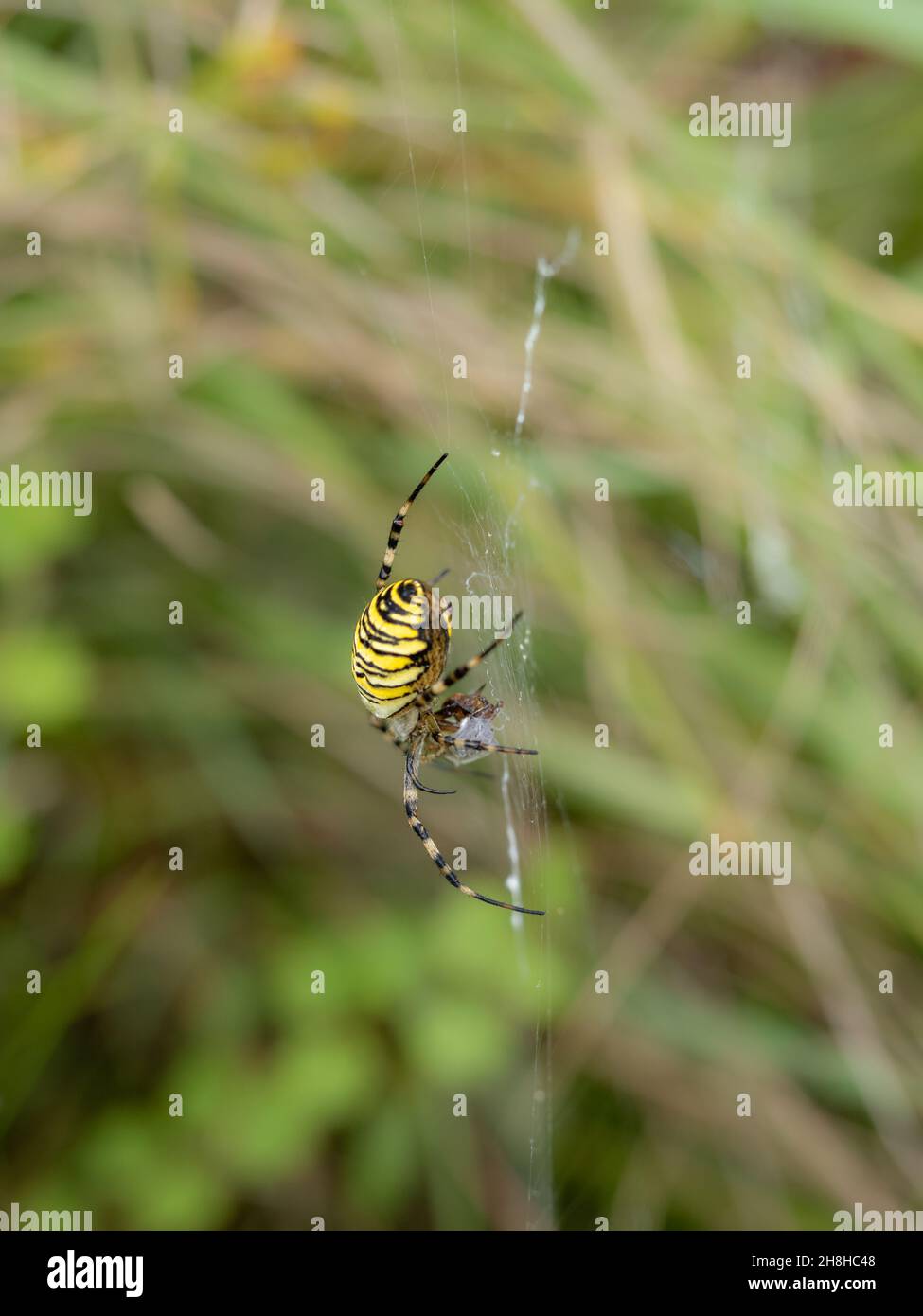 Wasp Spider Predating a Male Wasp Spider aftre Mating Stock Photo