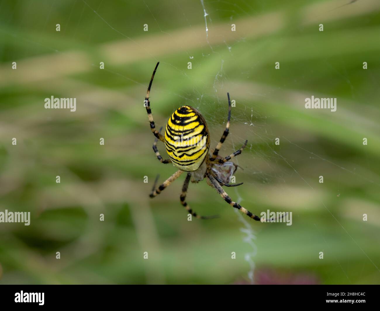 Wasp Spider Predating a Male Wasp Spider aftre Mating Stock Photo