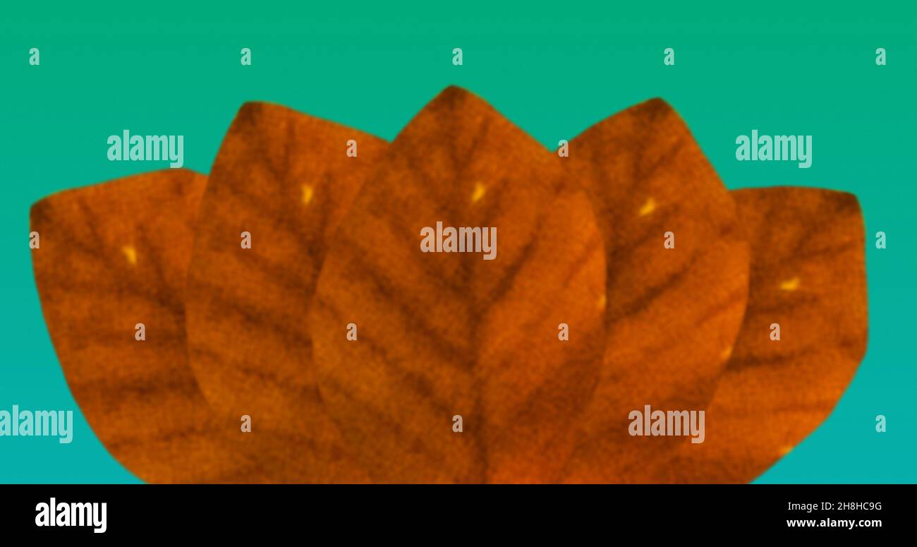 Close-up of orange autumn leaves isolated on green background with copy space Stock Photo