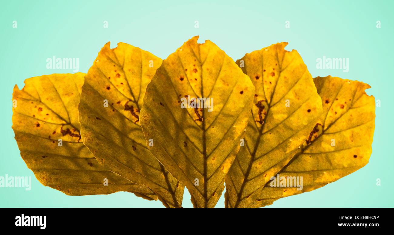 Close-up of autumn leaves isolated on green background with copy space Stock Photo