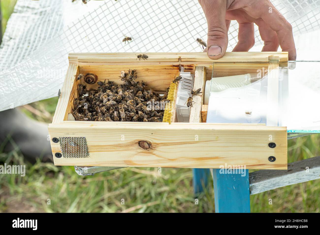 Beekeeper holding a small Nucleus with a young queen bee. Breeding of