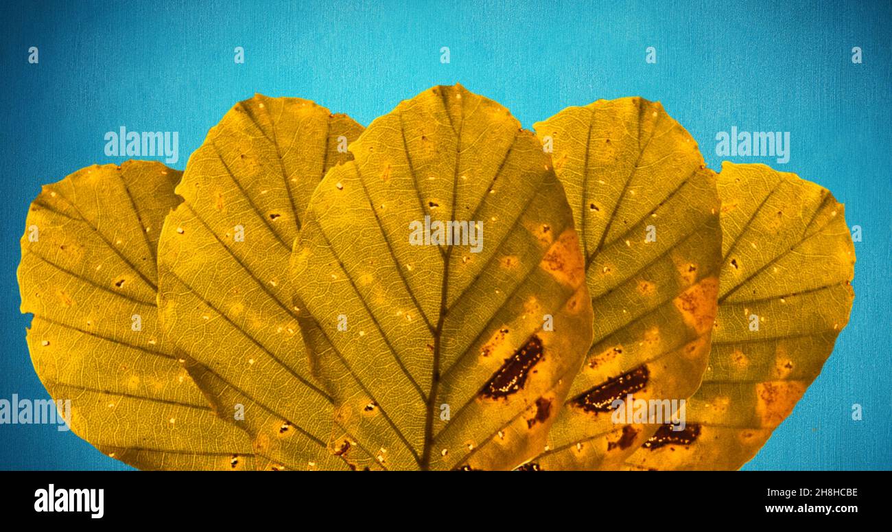 Close-up of autumn leaves isolated on blue background with copy space Stock Photo