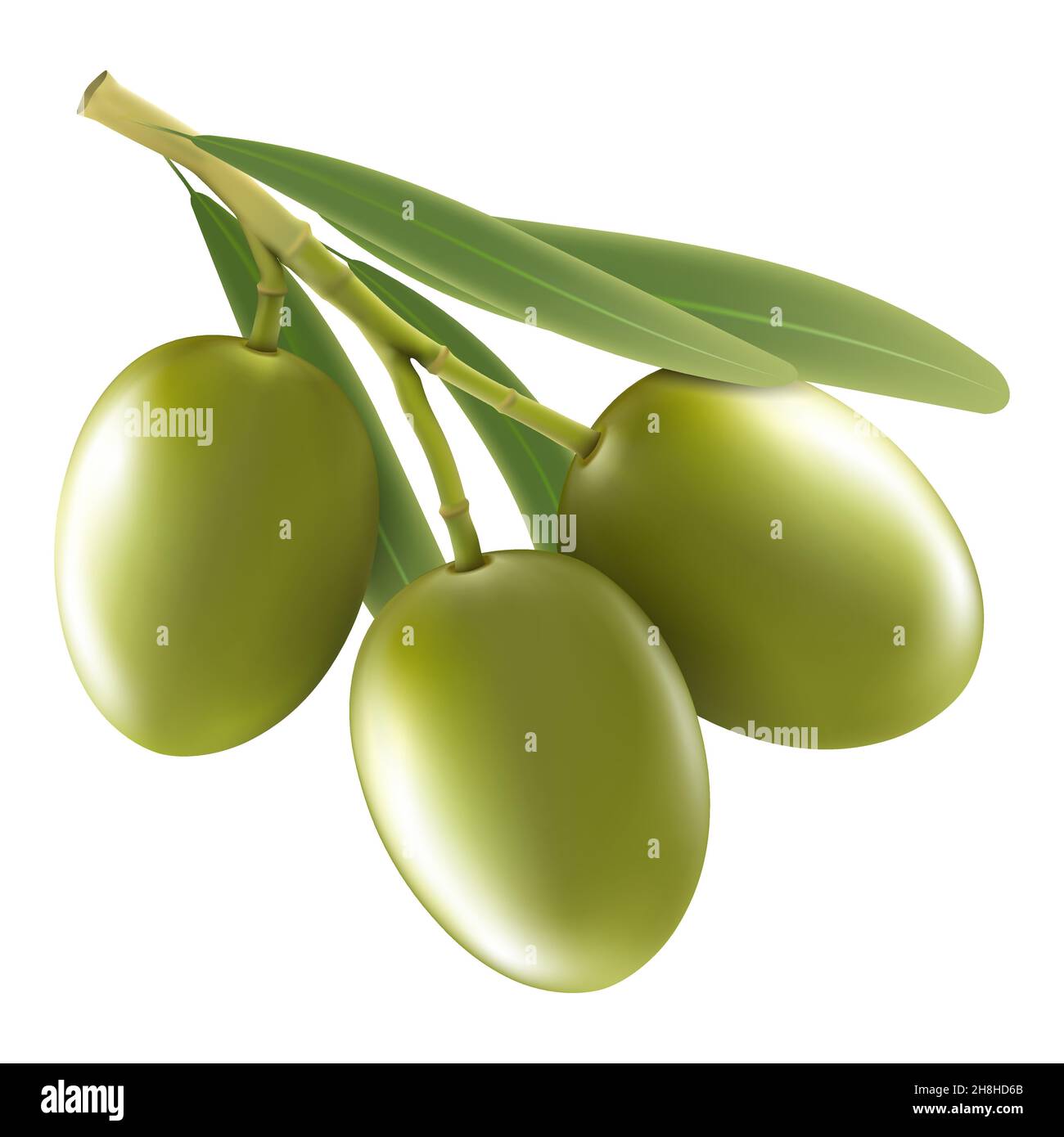 Green olive branch isolated on white background as package design ...