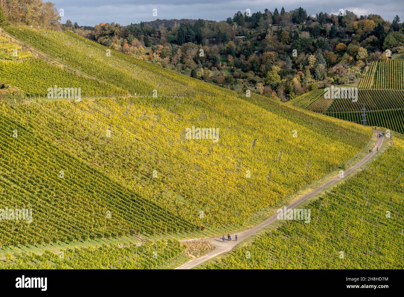 fall landscape with vineyards on slopes near Rotenberg village, shot in ...