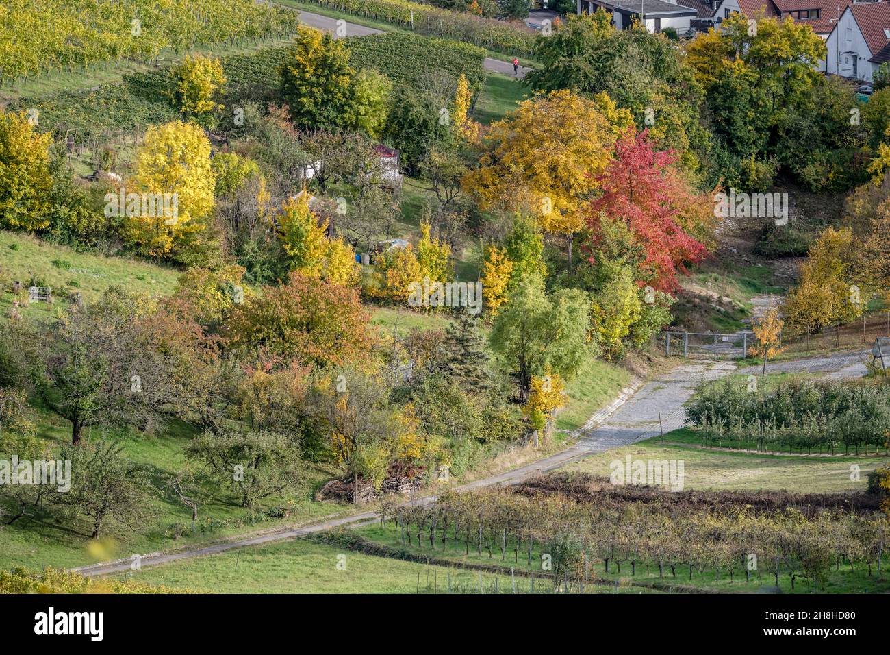 fall landscape with colorful leaves on trees among vineyards near ...