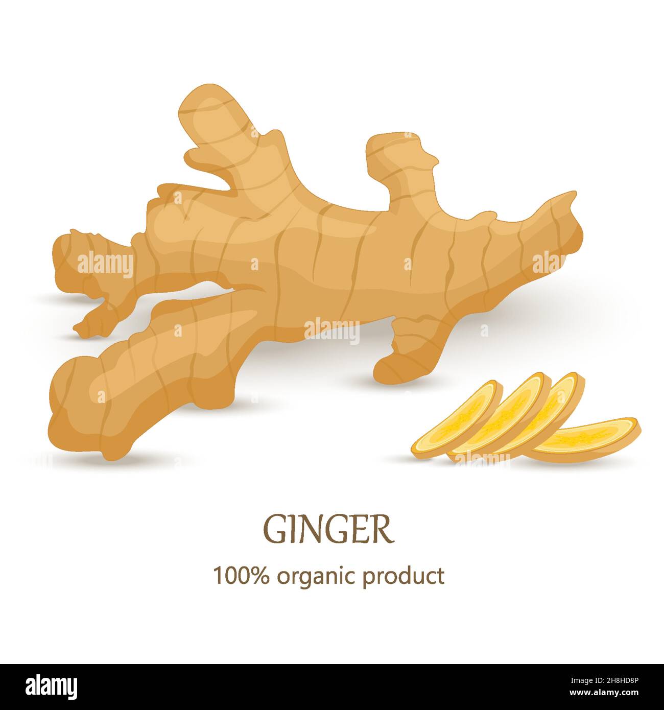 Ginger vector. Whole and sliced ginger root isolated on white