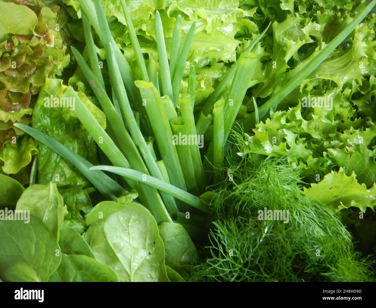 Lettuce varieties hi-res stock photography and images - Alamy