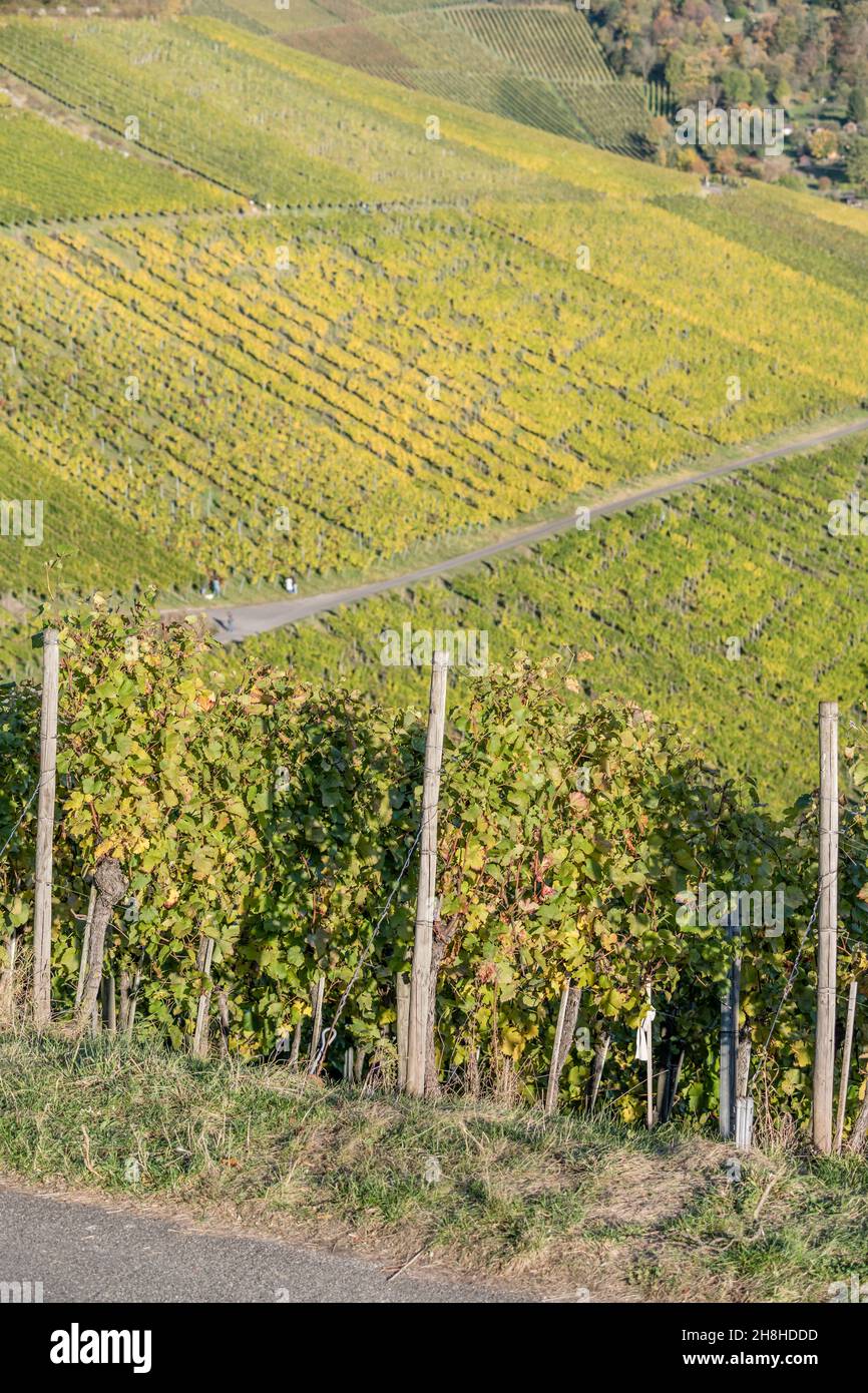 vines with fall leaves in rows at vineyards on slopes near Rotenberg ...