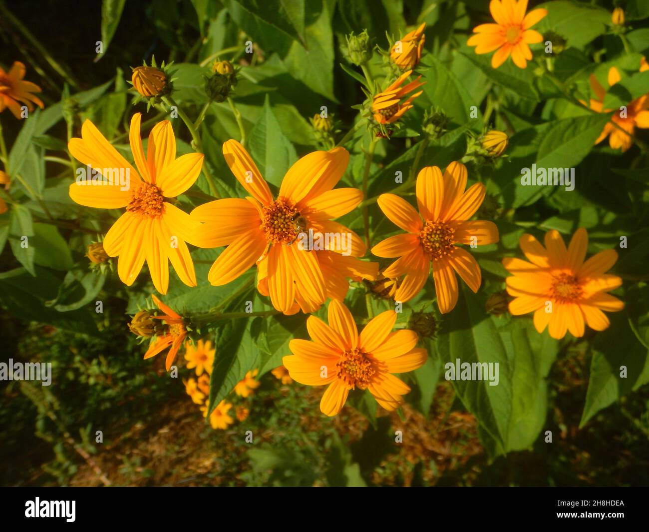 Jerusalem artichoke flowers in the garden Stock Photo Alamy
