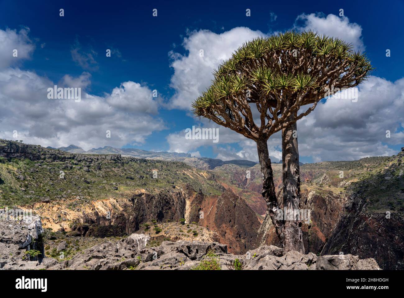 exotic and unique Socotra dragon tree, Dracaena cinnabari (CTK Photo ...