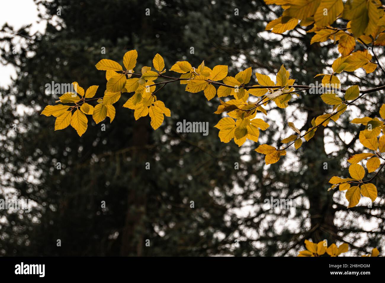 Yellow autum leaves on a branch standing out from a background of darker evergreen trees, isolated colorful autumnal leaves. Stock Photo