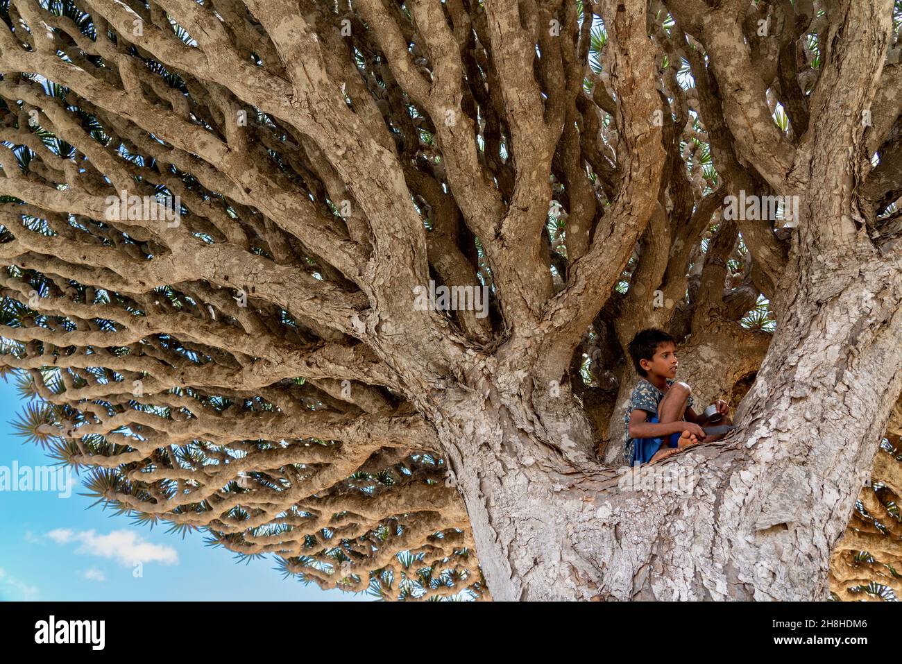 exotic and unique Socotra dragon tree, Dracaena cinnabari (CTK Photo ...
