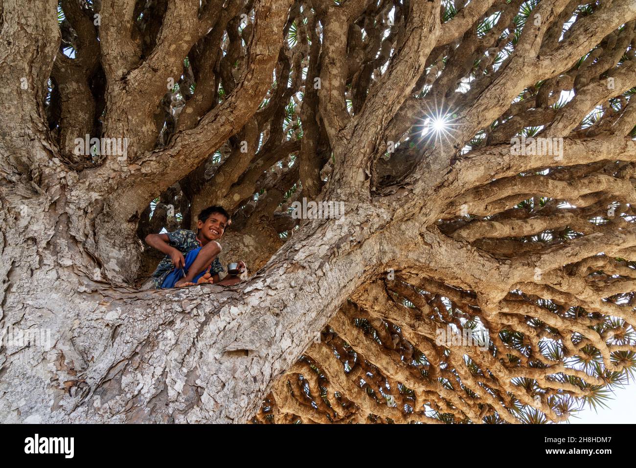 exotic and unique Socotra dragon tree, Dracaena cinnabari (CTK Photo ...