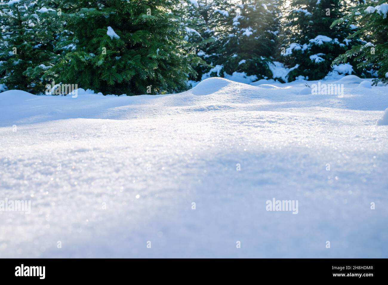 Idyllic winter background with freshly fallen untouched snow and fir trees at sunrise. Snow glittering in the sun. Low angle view, copy space. Stock Photo