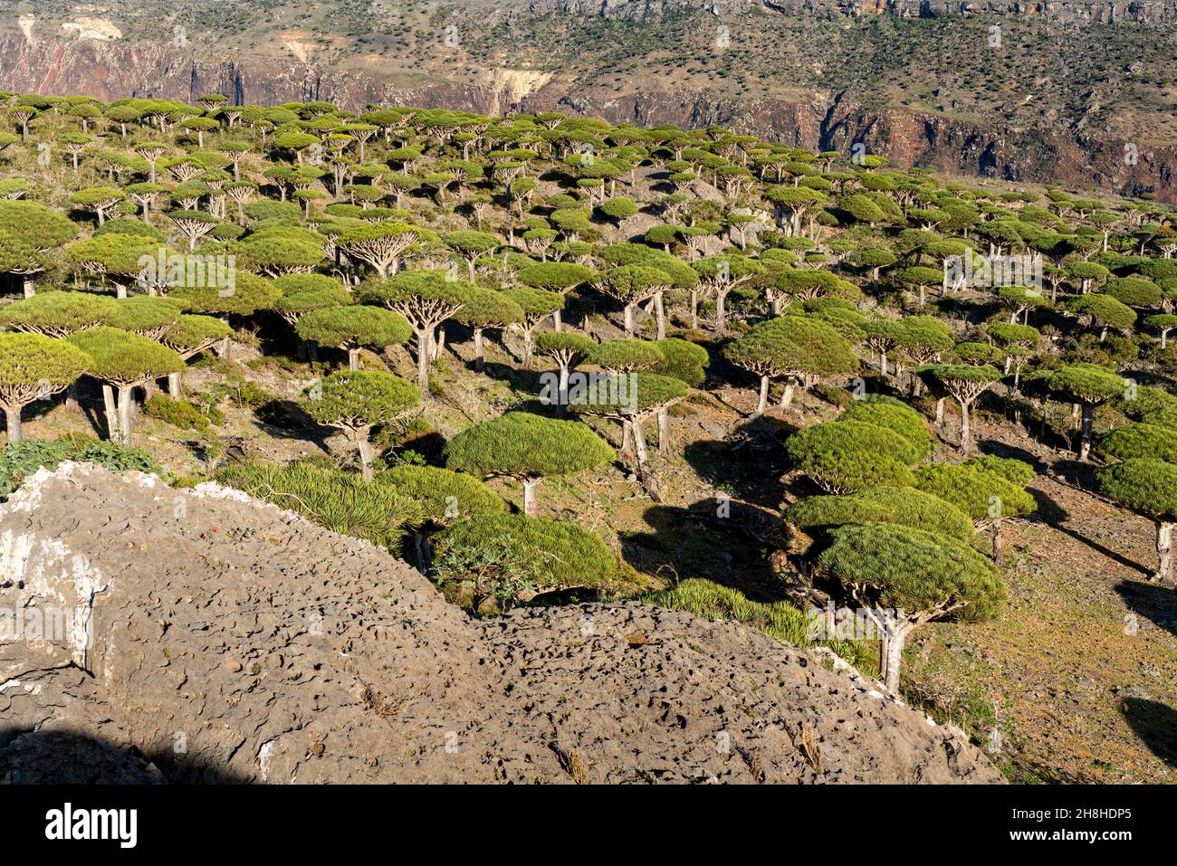 exotic and unique Socotra dragon tree, Dracaena cinnabari (CTK Photo ...
