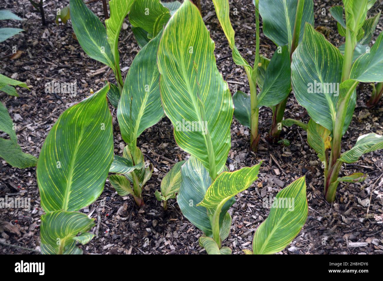 Clump of Green/Yellow Variegated Canna 'Pretoria' (Canna Lily) Leaves grown in the Borders at Newby Hall & Gardens, Ripon, North Yorkshire, UK. Stock Photo