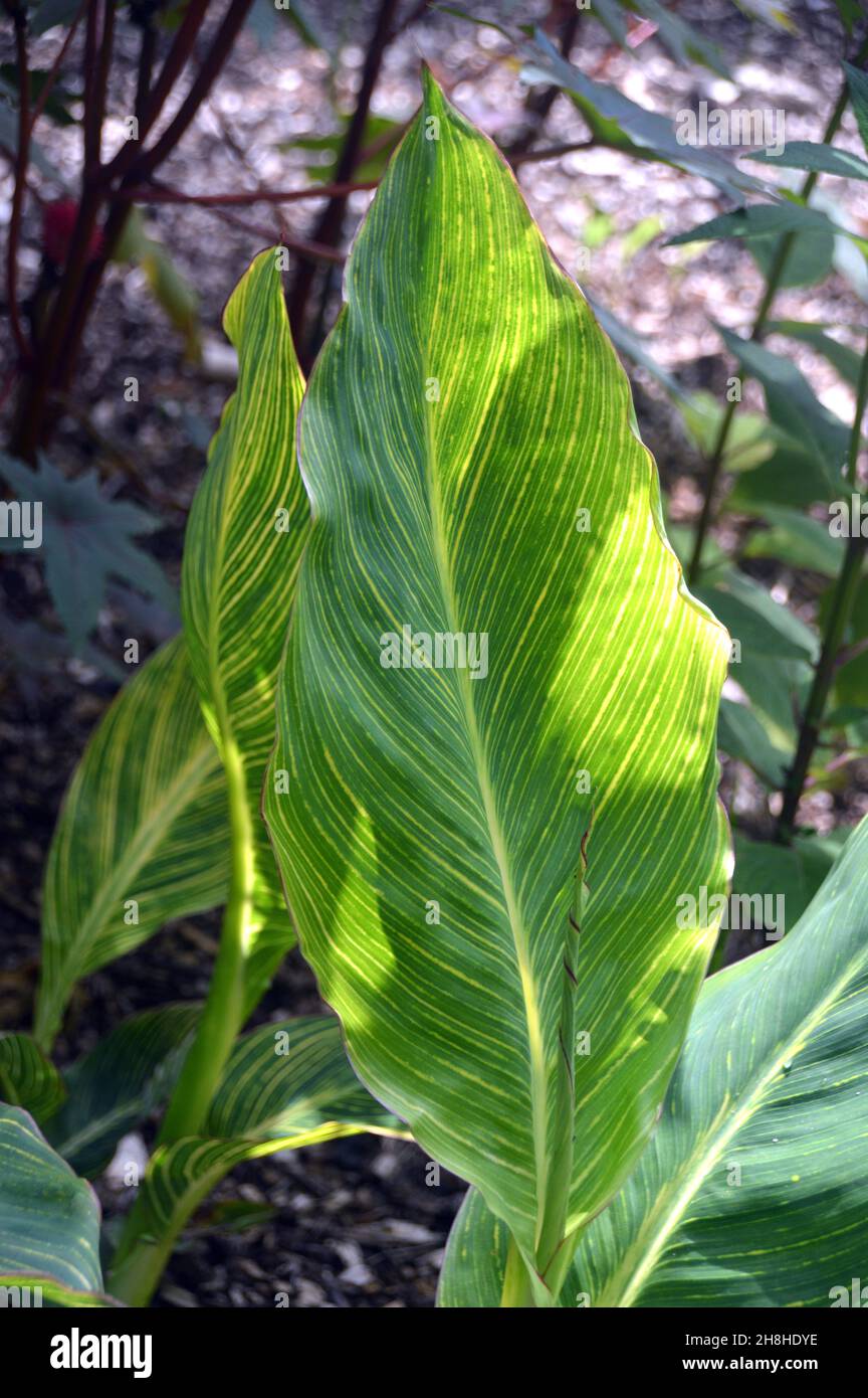 Single Green/Yellow Variegated Canna 'Pretoria' (Canna Lily) Leaf grown in the Borders at Newby Hall & Gardens, Ripon, North Yorkshire, UK. Stock Photo