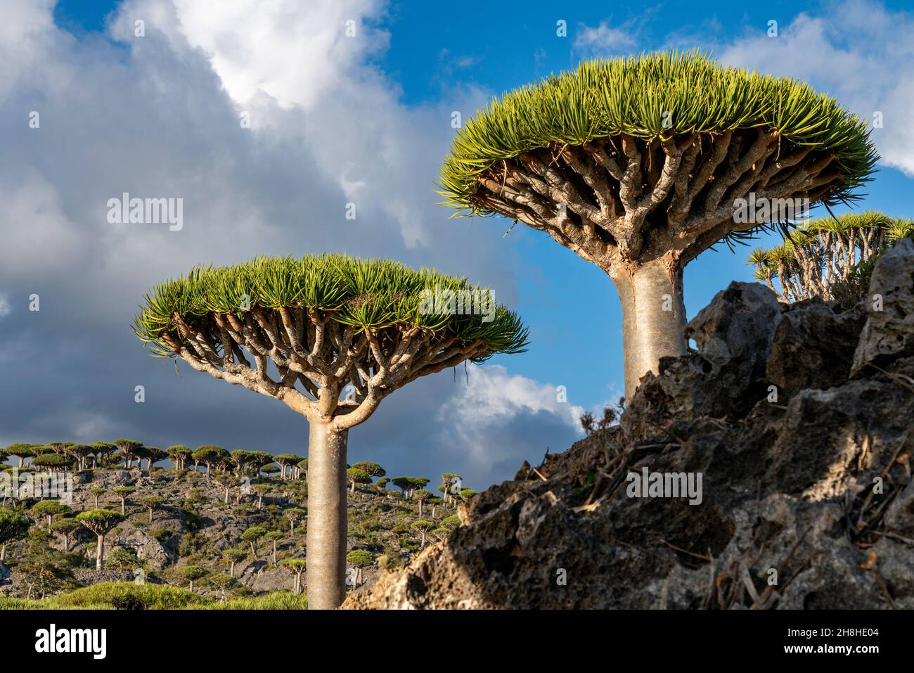 exotic and unique Socotra dragon tree, Dracaena cinnabari (CTK Photo ...