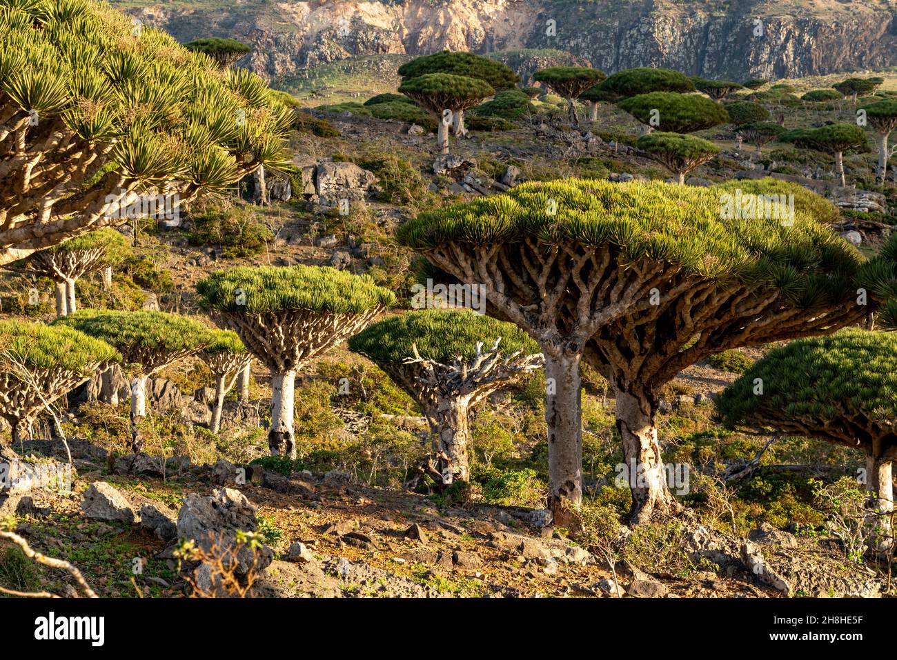 exotic and unique Socotra dragon tree, Dracaena cinnabari (CTK Photo