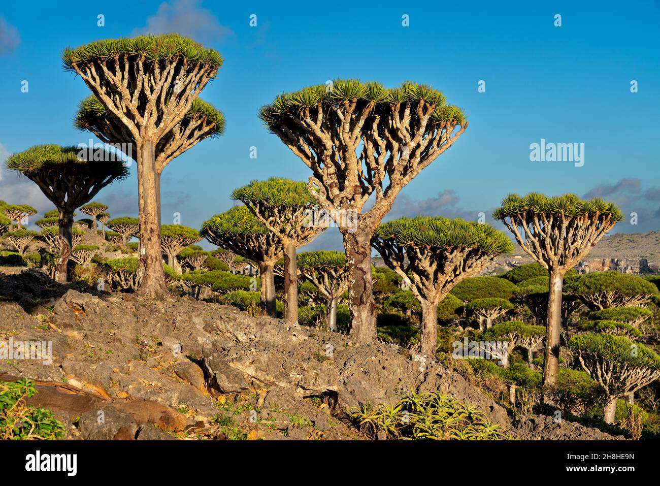 exotic and unique Socotra dragon tree, Dracaena cinnabari (CTK Photo ...