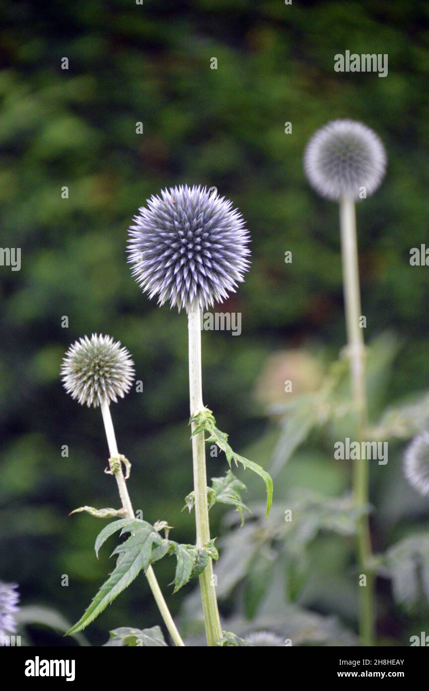 Spherical blue-grey Echinops Bannaticus (Blue Globe Thistle) Flowerheads in the Borders at Newby Hall & Gardens, Ripon, North Yorkshire, England, UK. Stock Photo