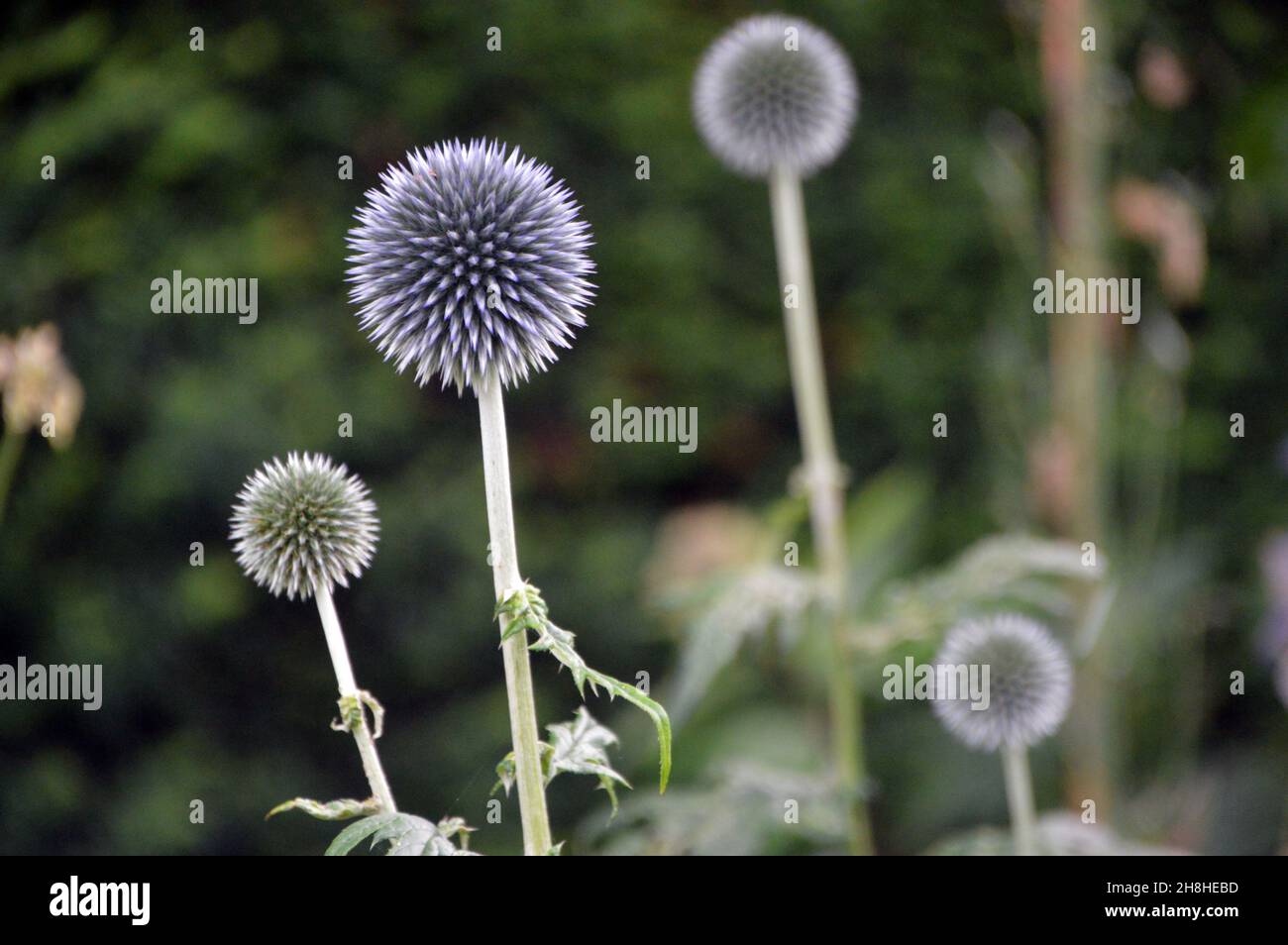 Spherical blue-grey Echinops Bannaticus (Blue Globe Thistle) Flowerheads in the Borders at Newby Hall & Gardens, Ripon, North Yorkshire, England, UK. Stock Photo