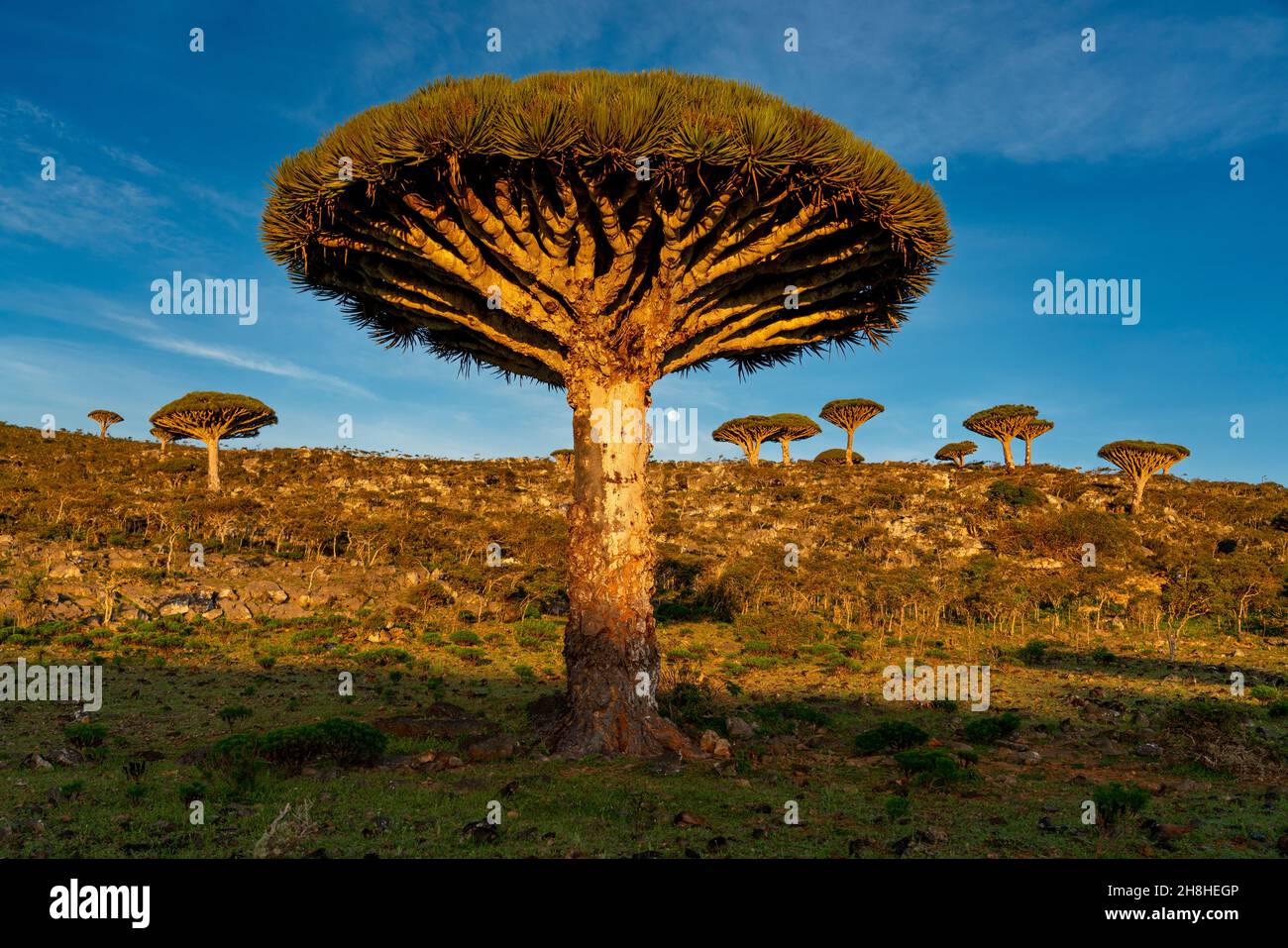 exotic and unique Socotra dragon tree, Dracaena cinnabari (CTK Photo ...