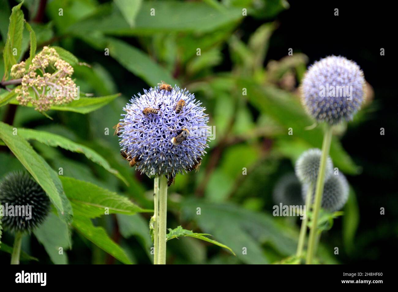 Bees on Spherical blue-grey Echinops Bannaticus (Blue Globe Thistle) Flowerheads in the Borders at Newby Hall & Gardens, Ripon, North Yorkshire, UK. Stock Photo
