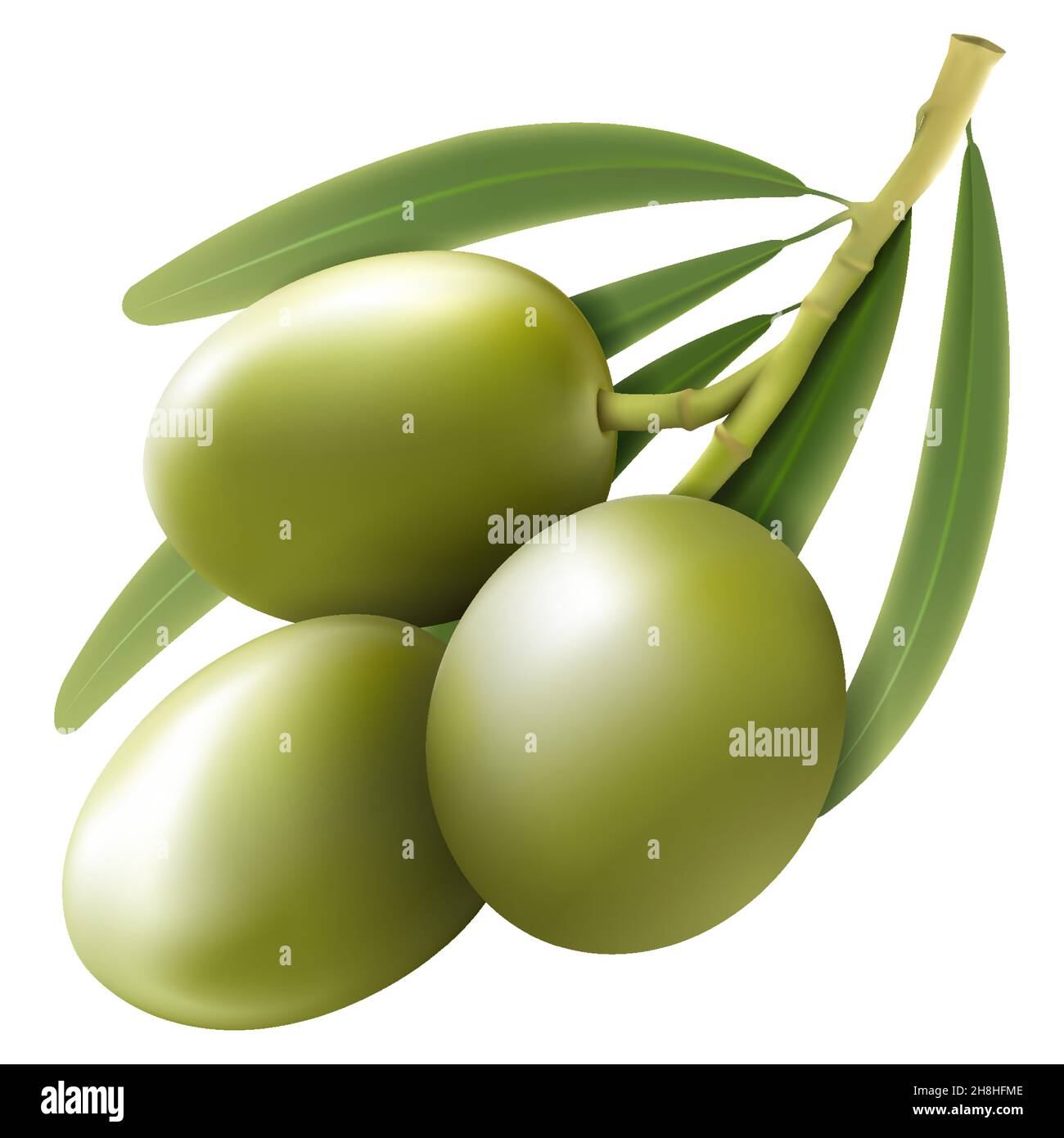 Green olive branch isolated on white background as package design ...
