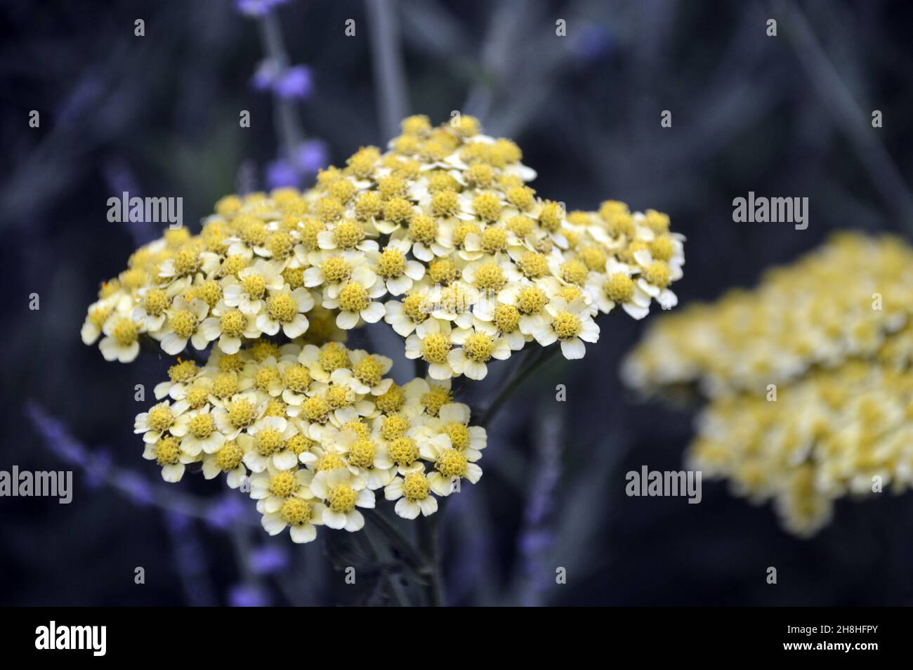 Yellow/White Achillea 'Martina' (Millefolium 'Martina') 'Yarrow' Flowers Grown in the Borders at Newby Hall & Gardens, Ripon, North Yorkshire, England Stock Photo