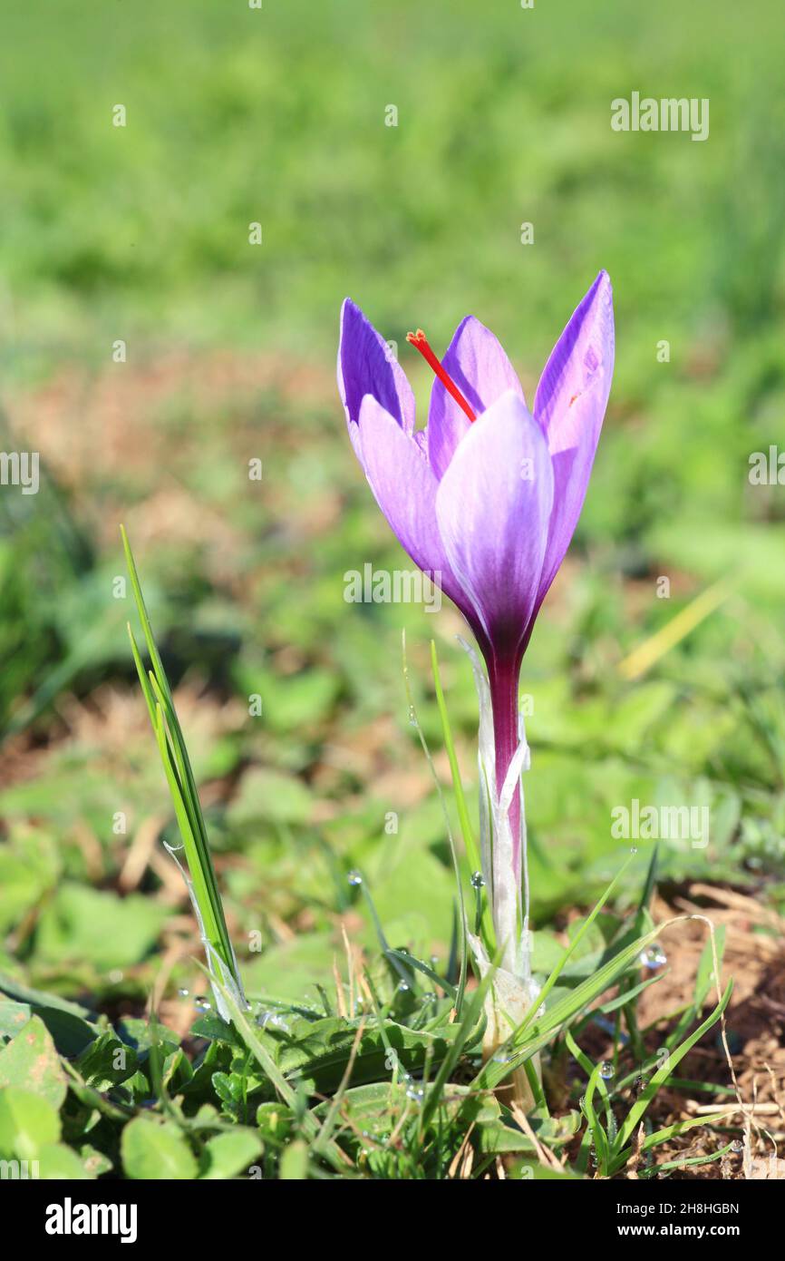 France, Lot, Quercy, Cajarc, Crocus sativus before harvesting to obtain saffron Stock Photo