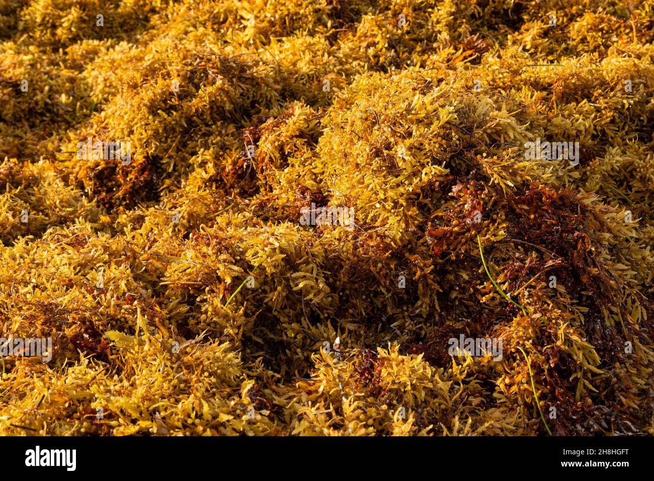 Mexico, Quintana Roo, Puerto Morelos, Sargassum seaweed on the beach