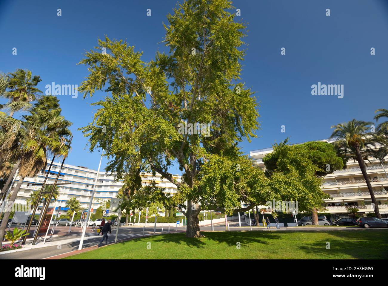 France, Alpes-Maritimes, Cannes, Boulevard de la Croisette, remarkable tree Stock Photo