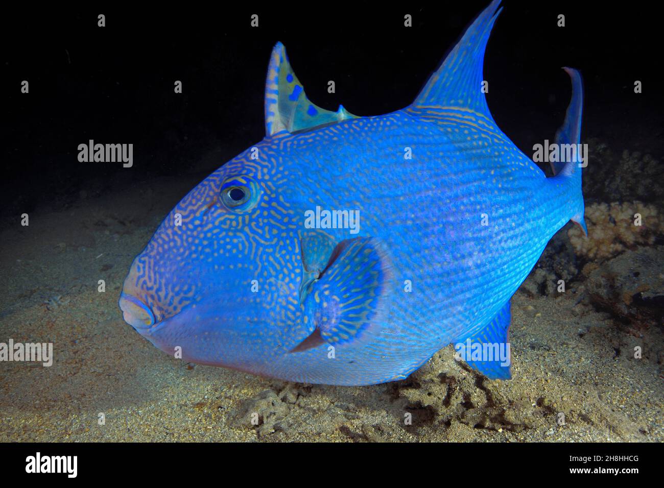 Egypt, Red Sea, a blue triggerfish (Pseudobalistes fuscus) Stock Photo