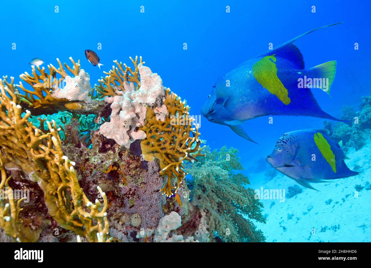 Egypt, Red Sea, a coral reef with a yellowbar angelfish (Pomacanthus maculosus) Stock Photo