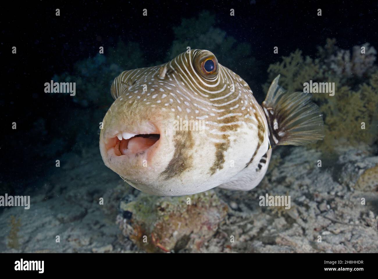 Egypt, Red Sea, a pufferfish (Arothron hispidus) Stock Photo