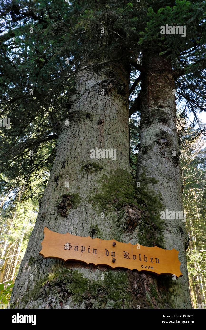Sapin Des Vosges Famille Du Sapin MBDR — free download