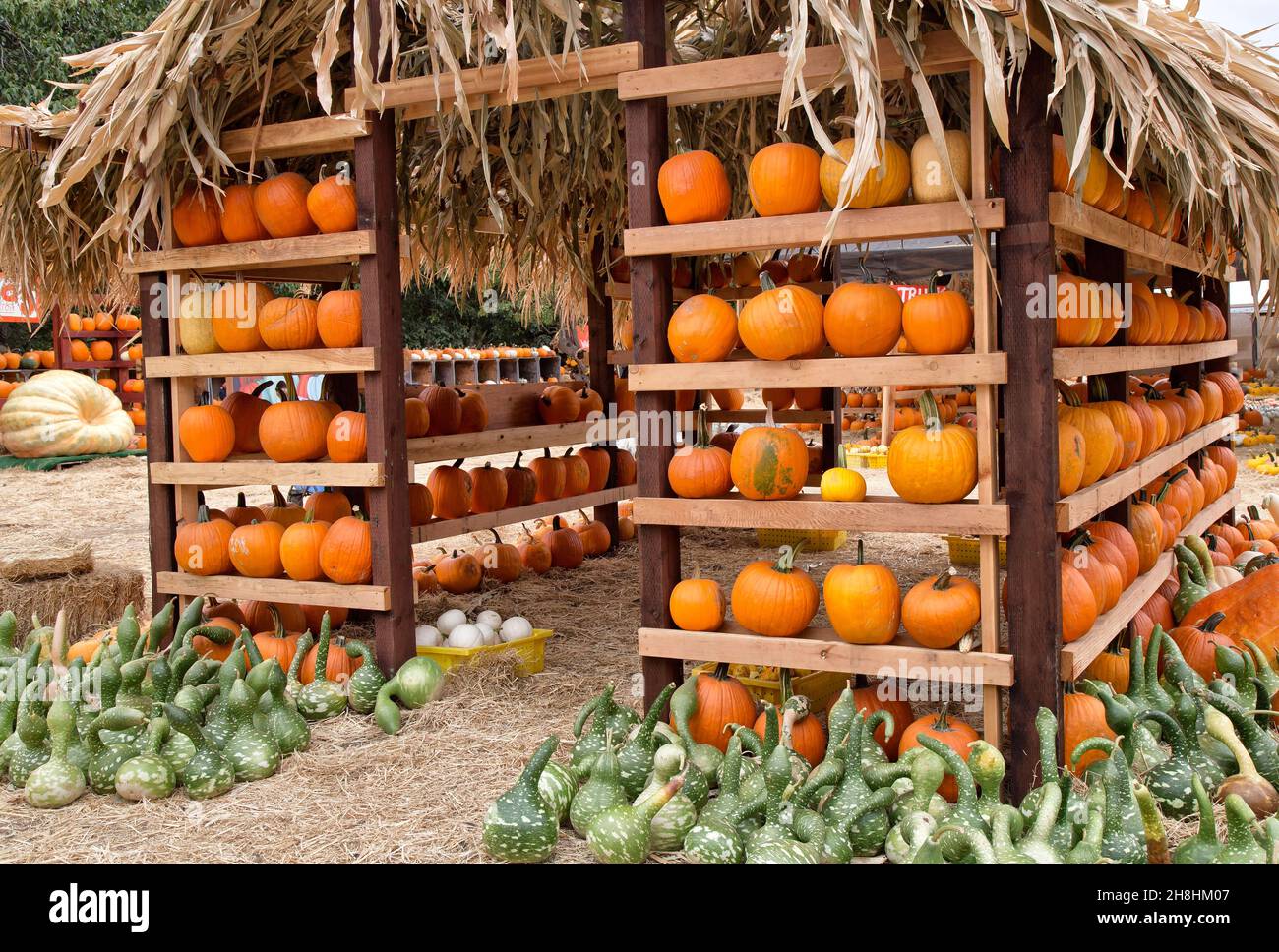 Harvest time,  farm stand displaying  pumpkins, & Speckled Swan gourds. Stock Photo