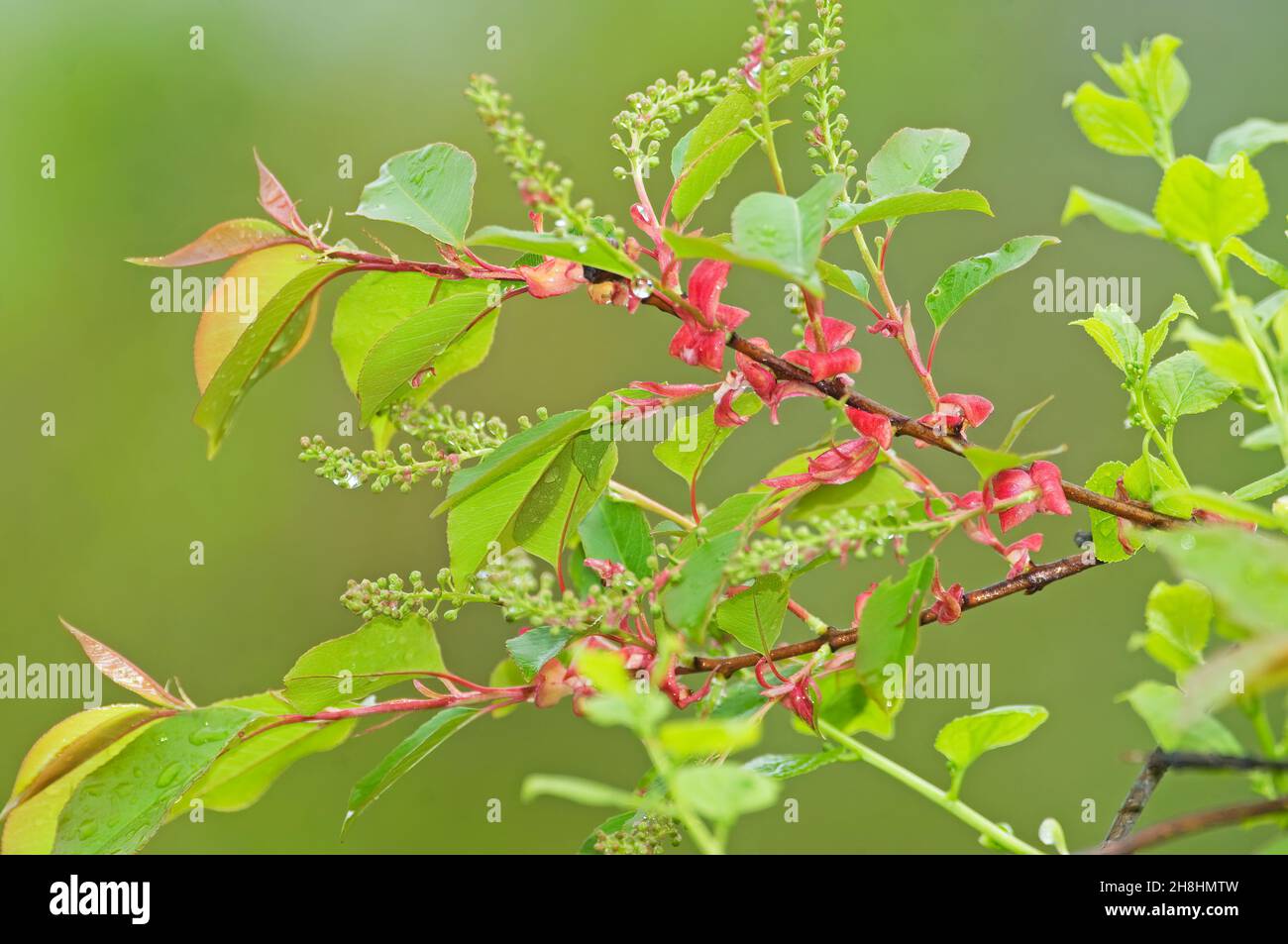 New Black Cherry leaf growth Stock Photo