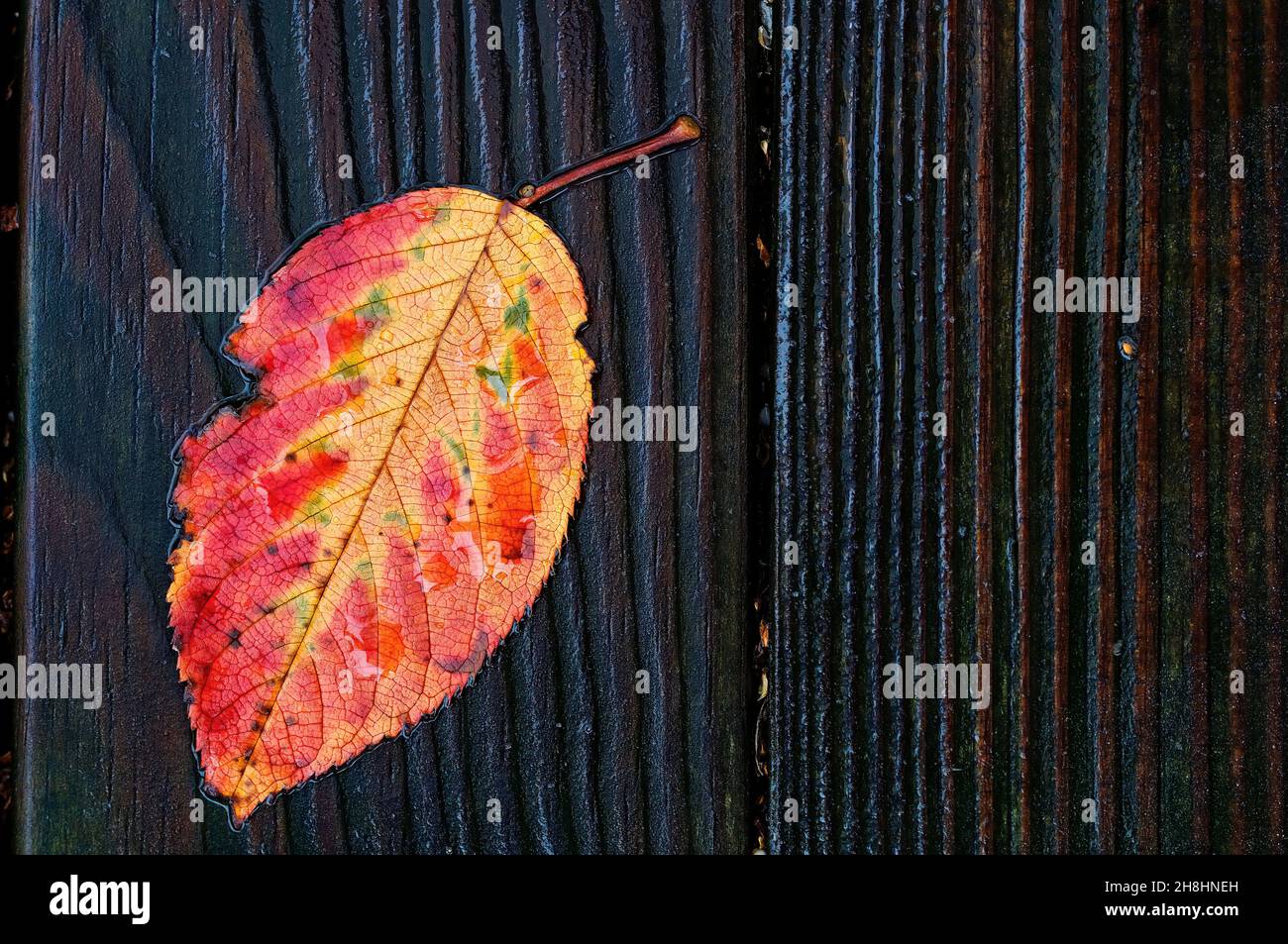 Anthocyanin Leaf