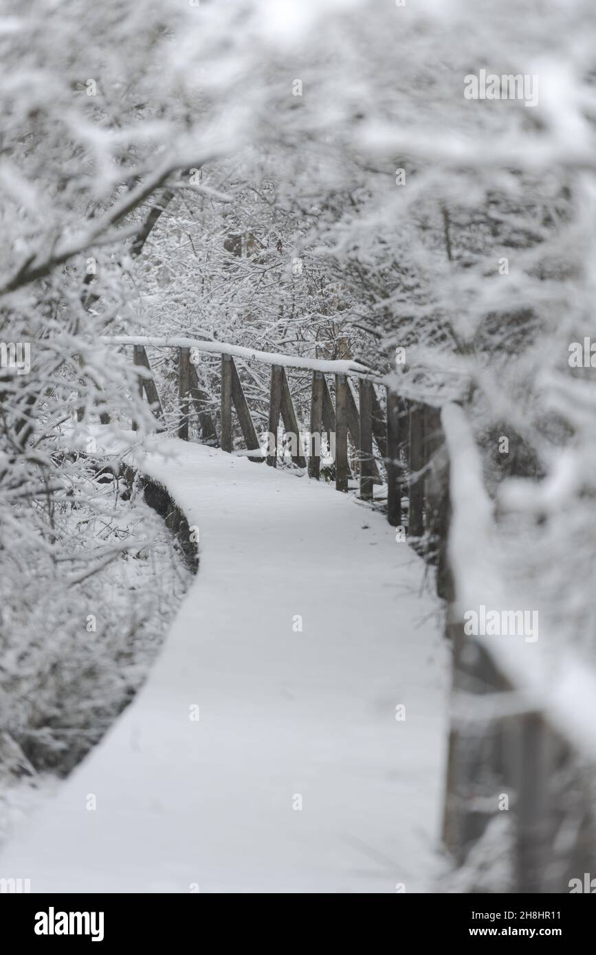 Wooden nature studies path leading through carbon dioxide storing moor and peatland in Bavaria in winter with snow-covered landscape and trees Stock Photo