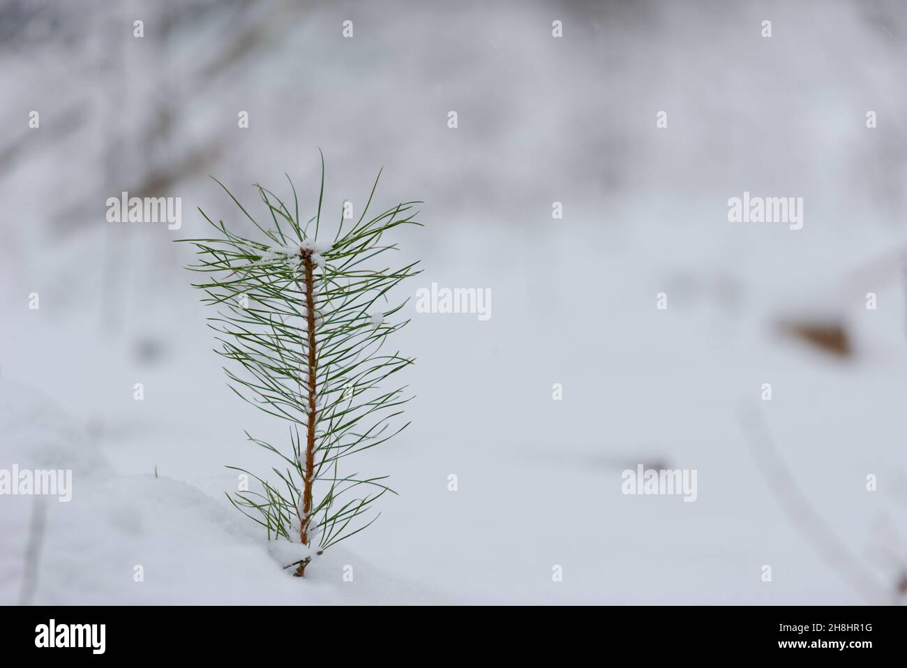 Young and small pine tree in moor in Bavaria in winter with snow-covered landscape and trees Stock Photo