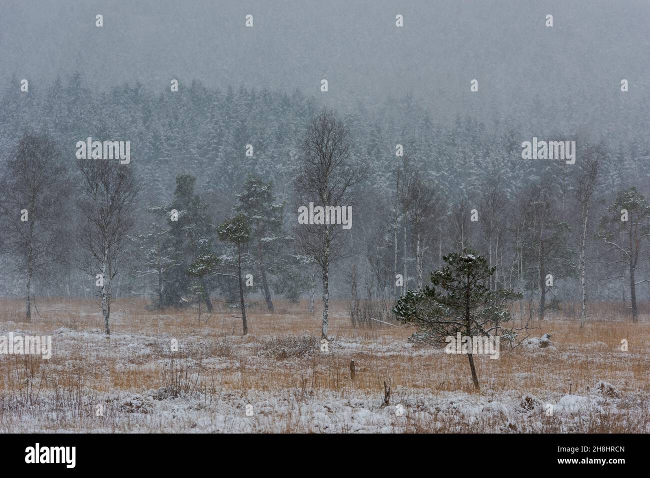 Nature studies path leading through carbon dioxide storing moor and peatland in Bavaria in winter with snow-covered landscape and trees Stock Photo