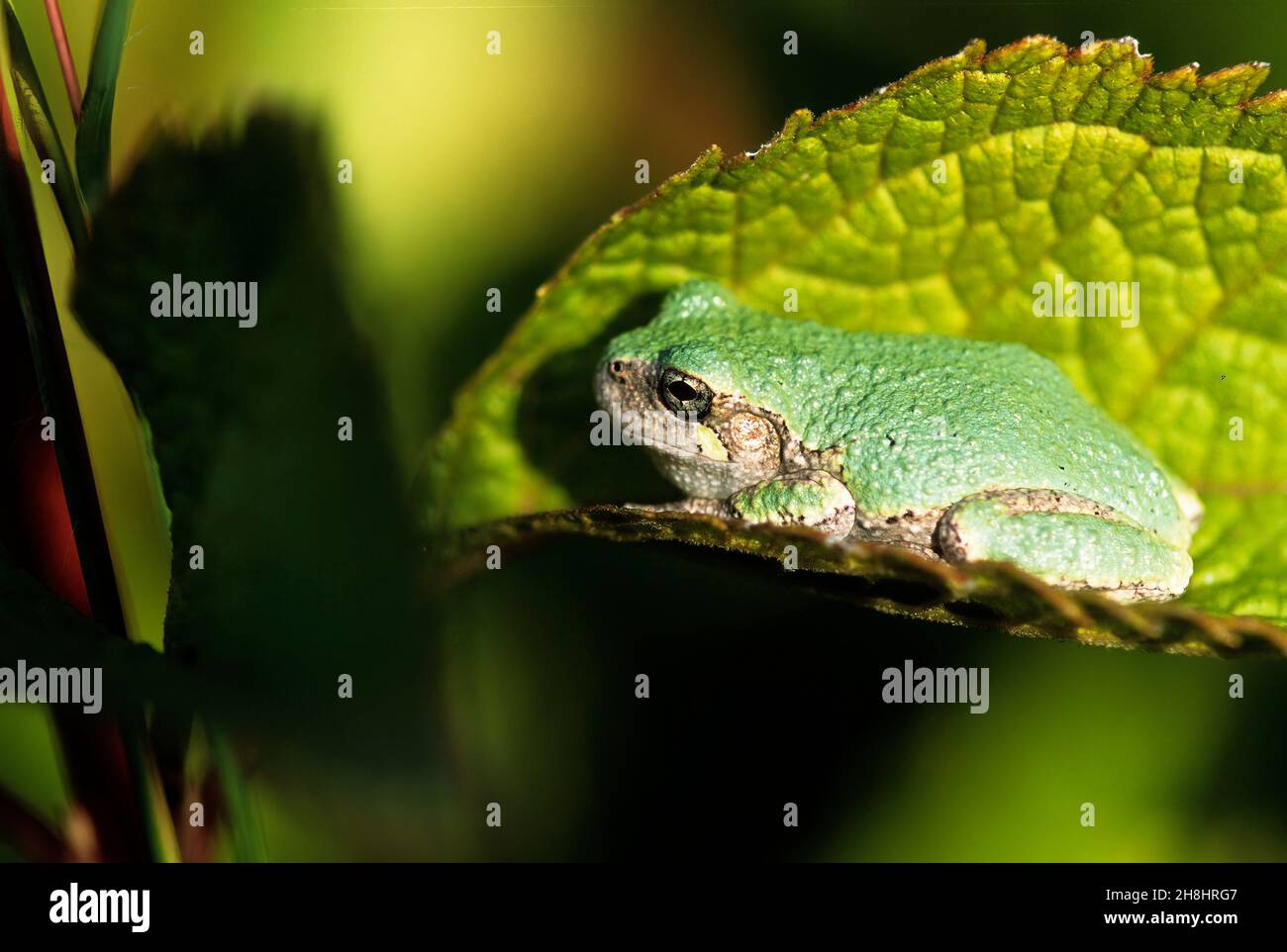 Grey tree frog (Dryophytes versicolor) camouflaged on leaf Stock Photo