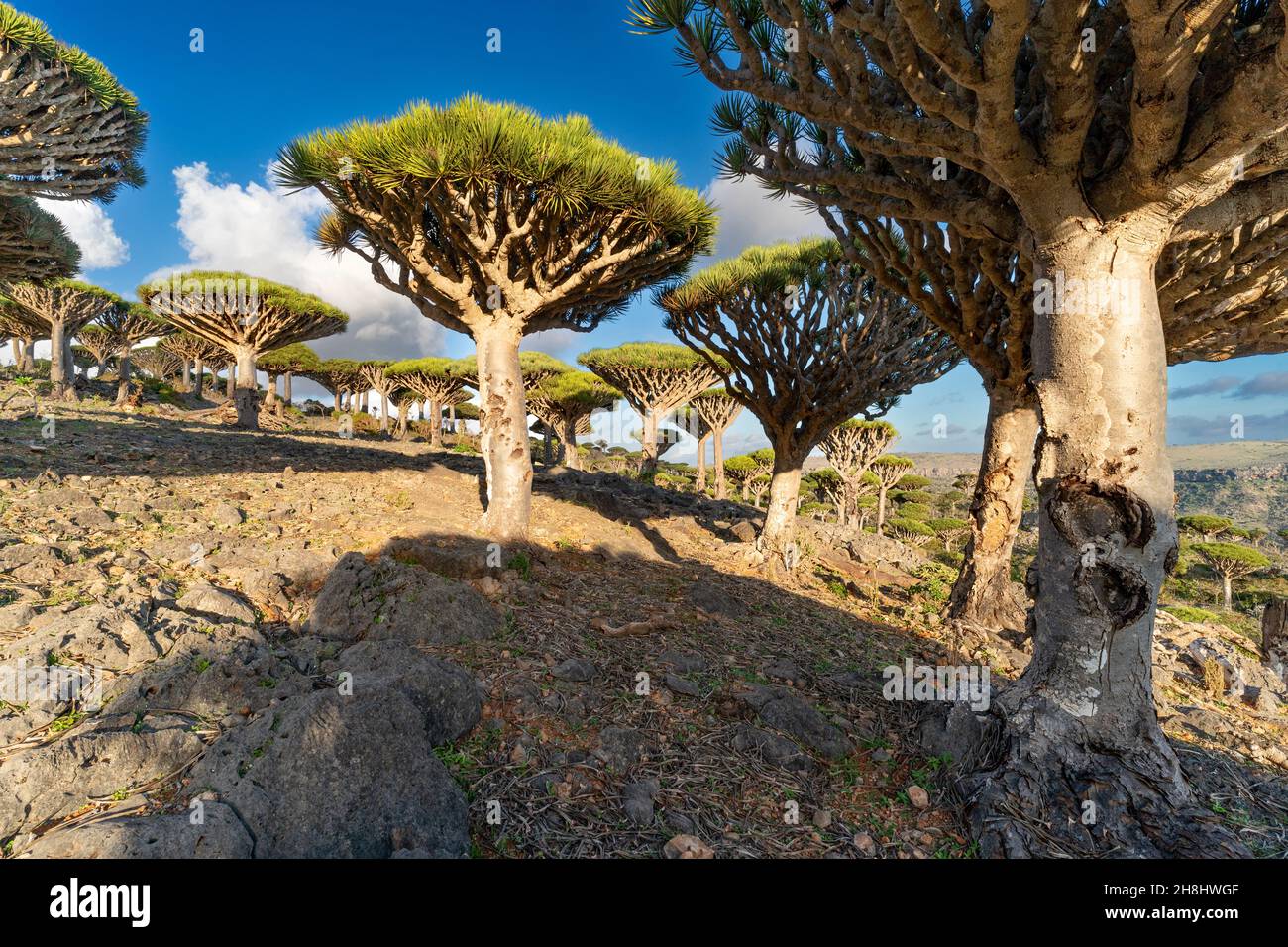 exotic and unique Socotra dragon tree, Dracaena cinnabari (CTK Photo ...